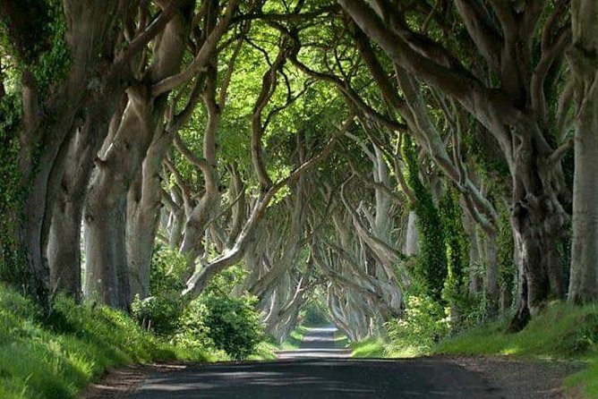 The tree-tunnel road at the Dark Hedges